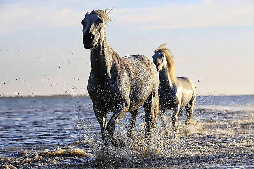 Two White Horses Galloping Through Shallow Water