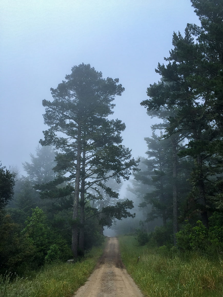 Foggy dirt path winding through tall pine forest