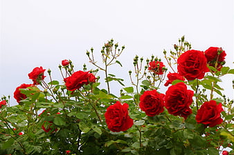 Vibrant Red Roses Blooming Against Overcast Sky