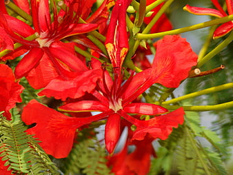 Vibrant Red Royal Poinciana Flowers Close Up