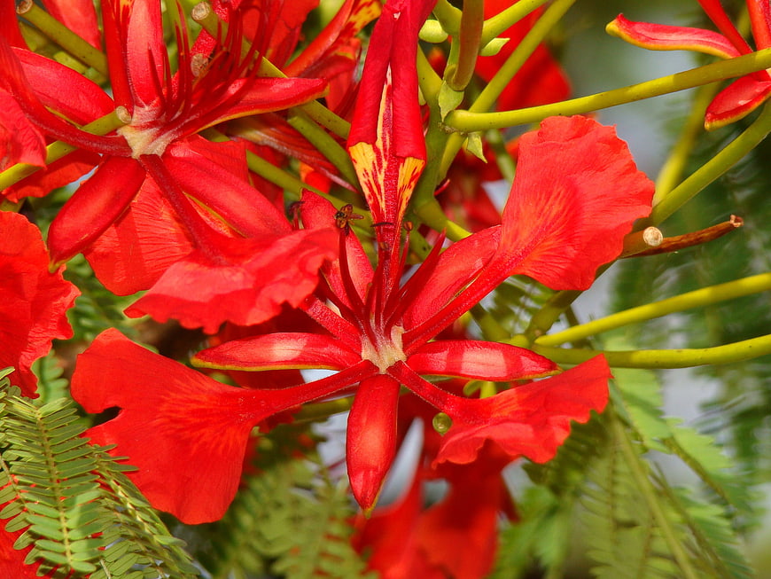 Vibrant Red Royal Poinciana Flowers Close Up