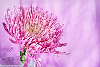 Pink Chrysanthemum Flower in Glass Vase with Purple Background