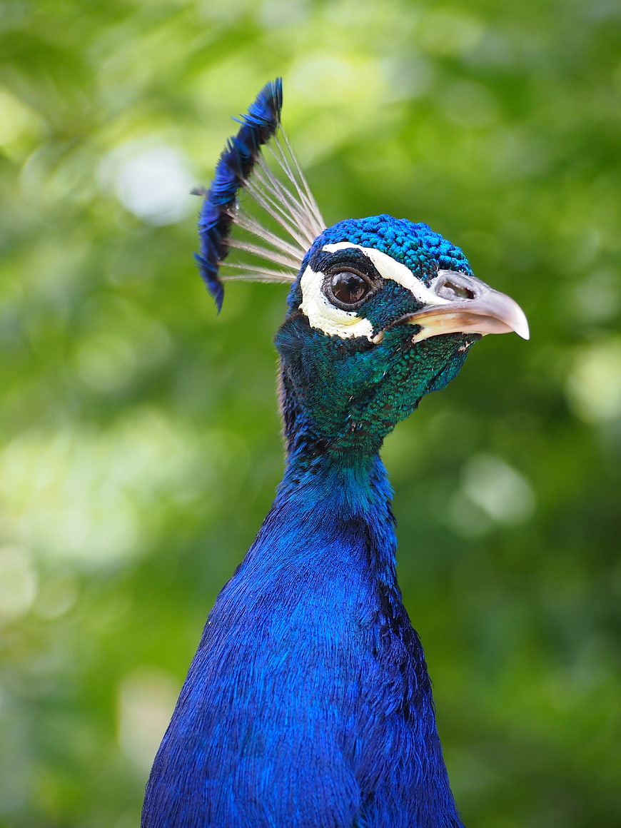 Close-up portrait of a blue peacock head with vibrant green background