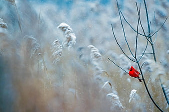 Red Cardinal Perched on Bare Branch in Snowy Winter Landscape