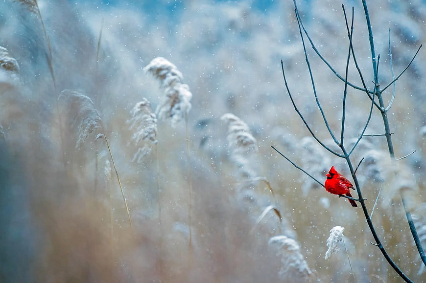 Red Cardinal Perched on Bare Branch in Snowy Winter Landscape