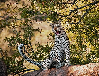 Leopard Yawning on Rock in African Bush