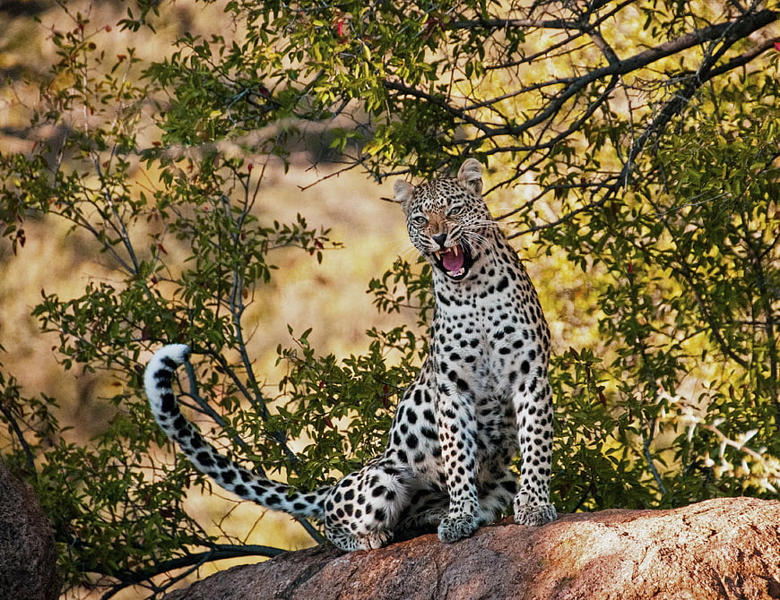 Leopard Yawning on Rock in African Bush