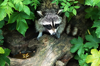 Cute Raccoon Peeking Through Green Leaves on Log