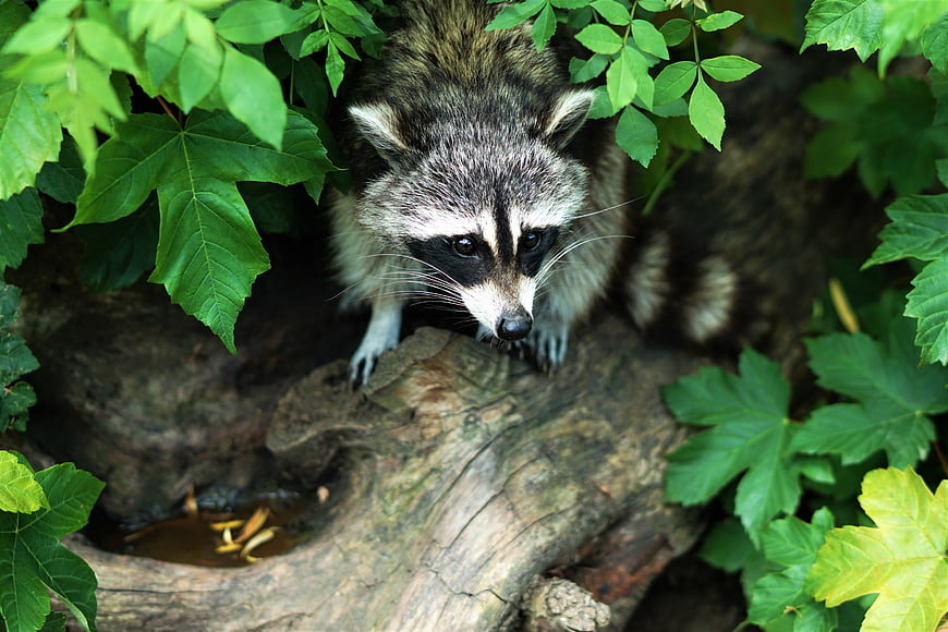 Cute Raccoon Peeking Through Green Leaves on Log