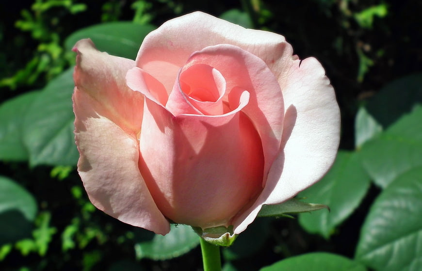 Close-up of a delicate pink rose in sunlight