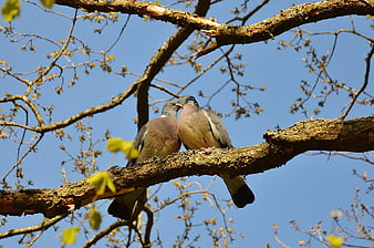 Two Wood Doves Perched Together on a Tree Branch