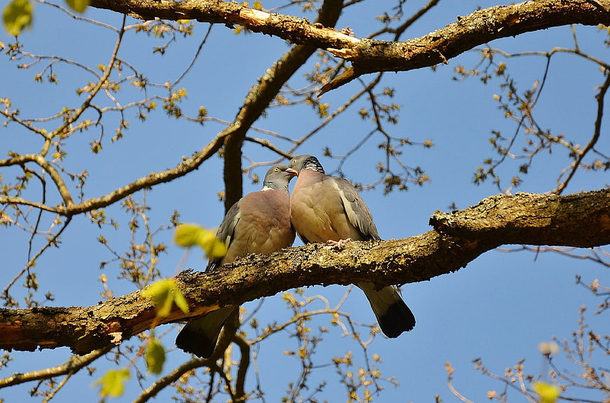 Two Wood Doves Perched Together on a Tree Branch