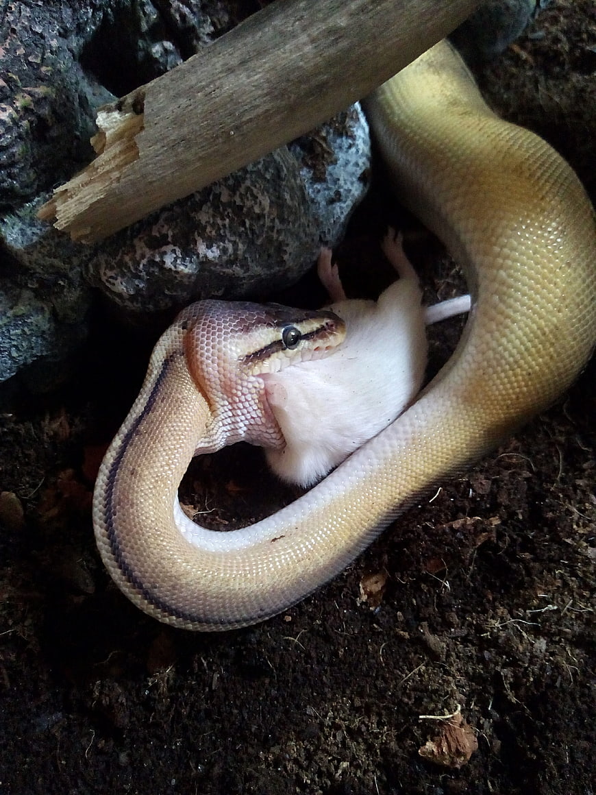 Albino Ball Python Swallowing White Rat in Terrarium