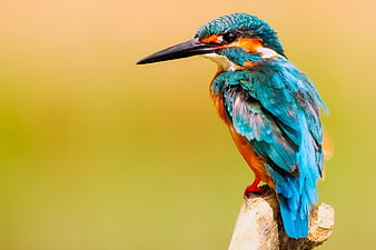 Common Kingfisher Perched on Branch with Blurred Background