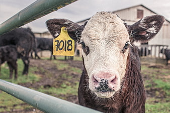 Curious Calf with Ear Tag Looking Through Farm Fence