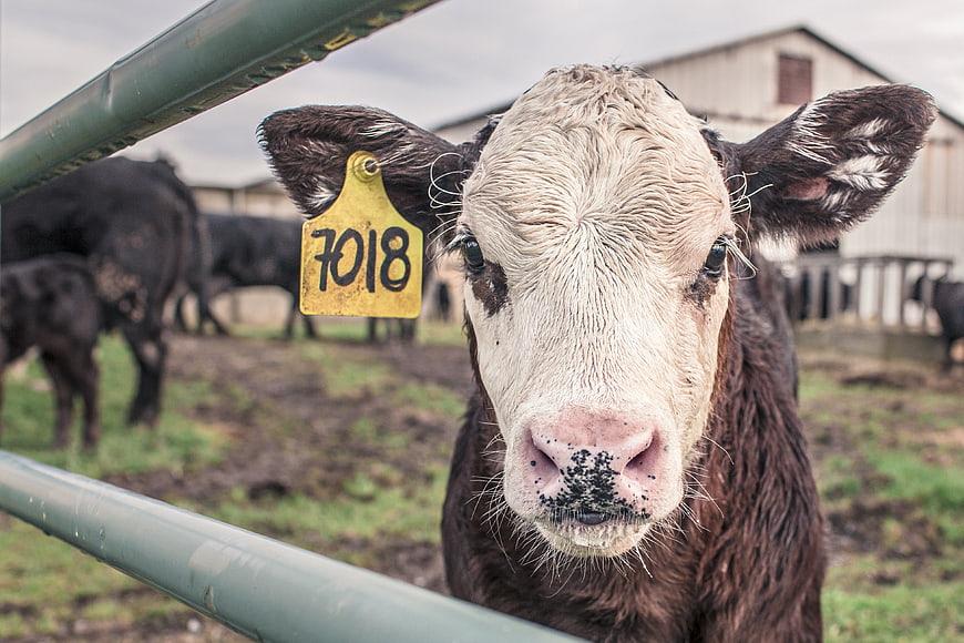 Curious Calf with Ear Tag Looking Through Farm Fence