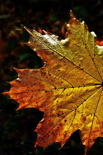 Backlit Golden Maple Leaf Close-Up in Autumn