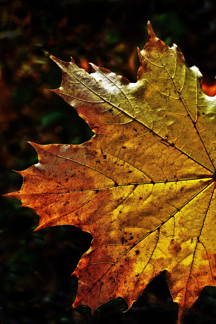 Backlit Golden Maple Leaf Close-Up in Autumn