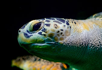 Close-up of a Green Sea Turtle Head Underwater