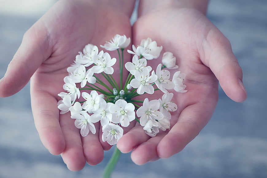 Cupped Hands Holding White Leek Flower Blossoms