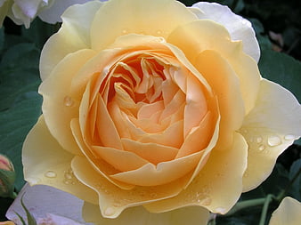 Close-up of a yellow rose with water droplets