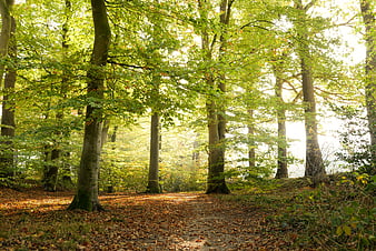 Sunlit forest path with green foliage and fallen leaves
