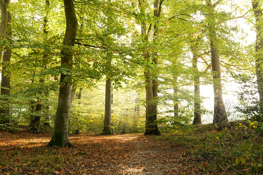 Sunlit forest path with green foliage and fallen leaves