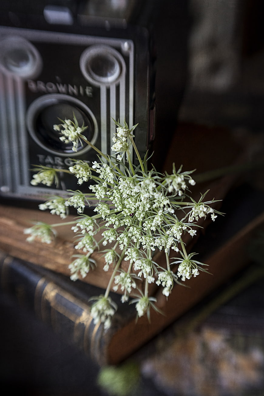 Vintage Brownie Camera with Wildflowers on Old Books