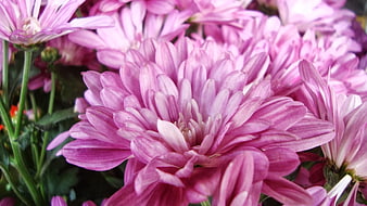 Close-up of vibrant purple chrysanthemum flowers