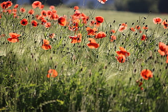 Vibrant Red Poppies Blooming in a Green Meadow