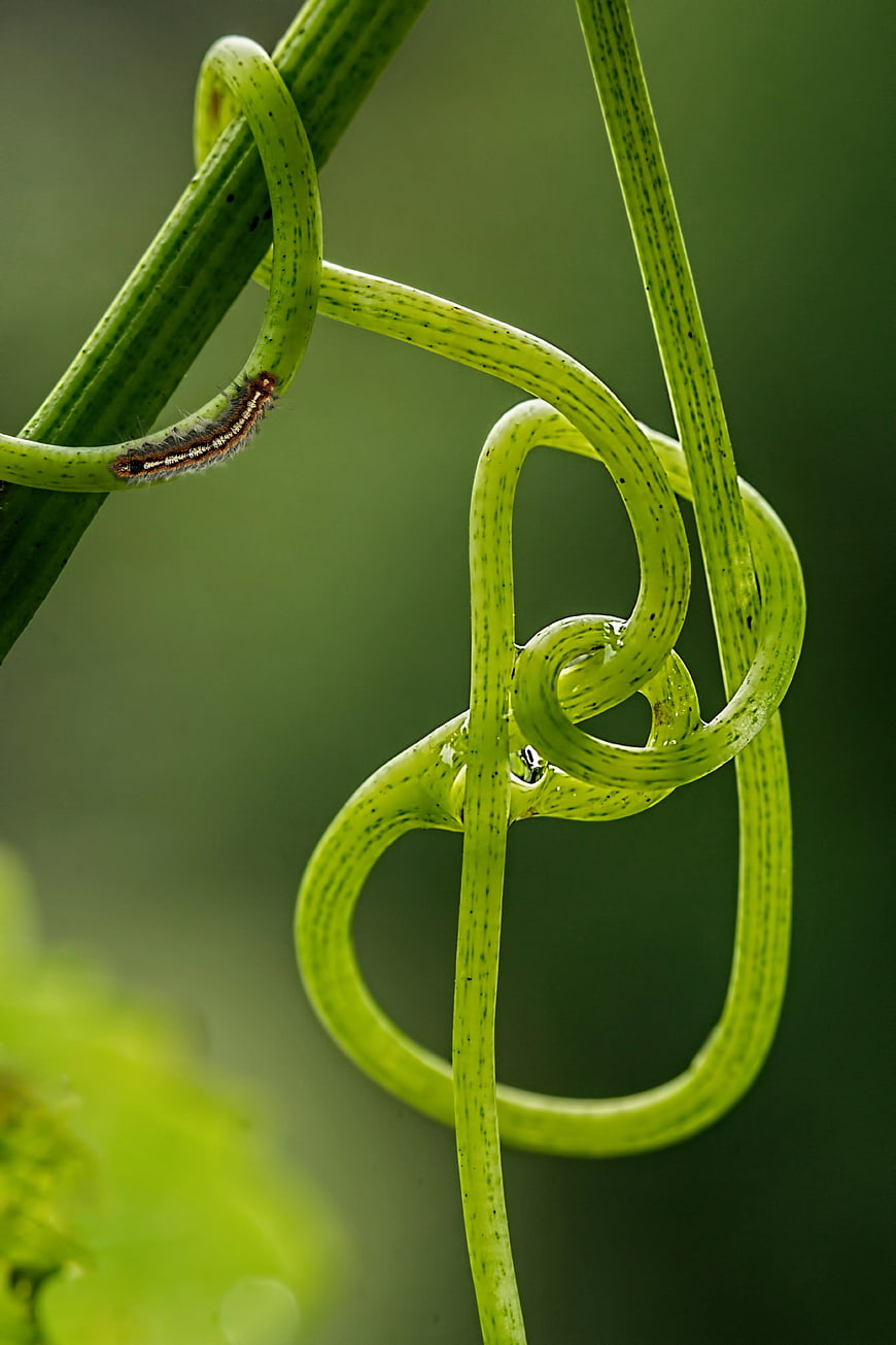 Close-up of green vine tendrils with a small caterpillar