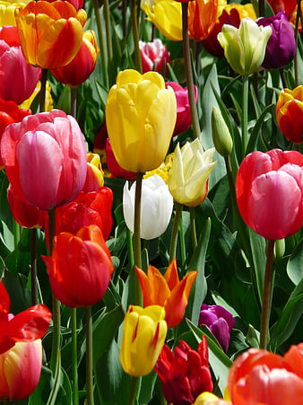 Vibrant Multicolored Tulips in Full Bloom