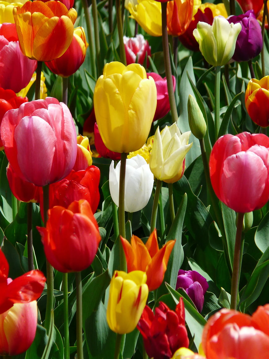 Vibrant Multicolored Tulips in Full Bloom