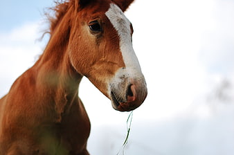 Close-up of Chestnut Horse Eating Grass