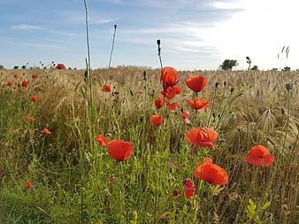 Red Poppies Blooming in a Golden Wheat Field