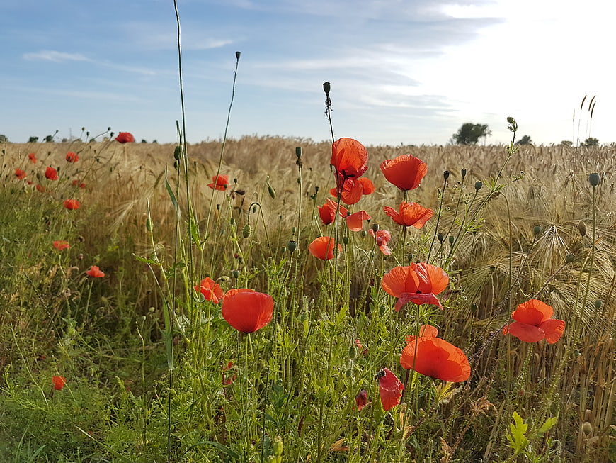 Red Poppies Blooming in a Golden Wheat Field