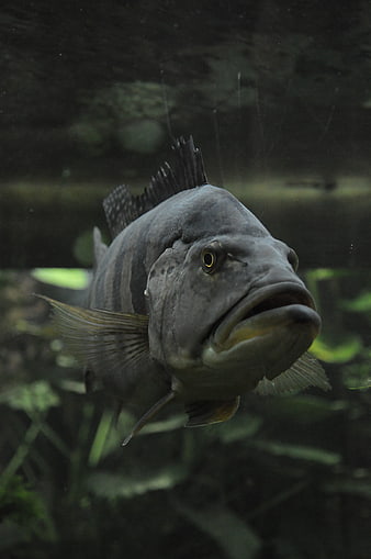 Close-up of a large Peacock Bass fish in an aquarium