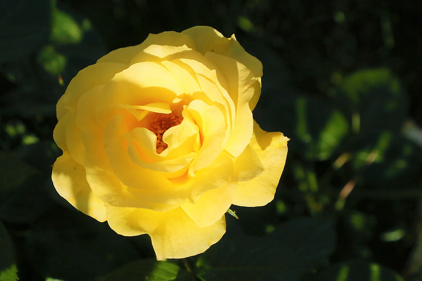 Close-up of a vibrant yellow rose in sunlight