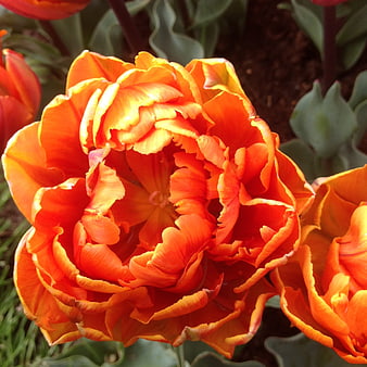 Vibrant Orange Parrot Tulip Close-Up in Spring Garden