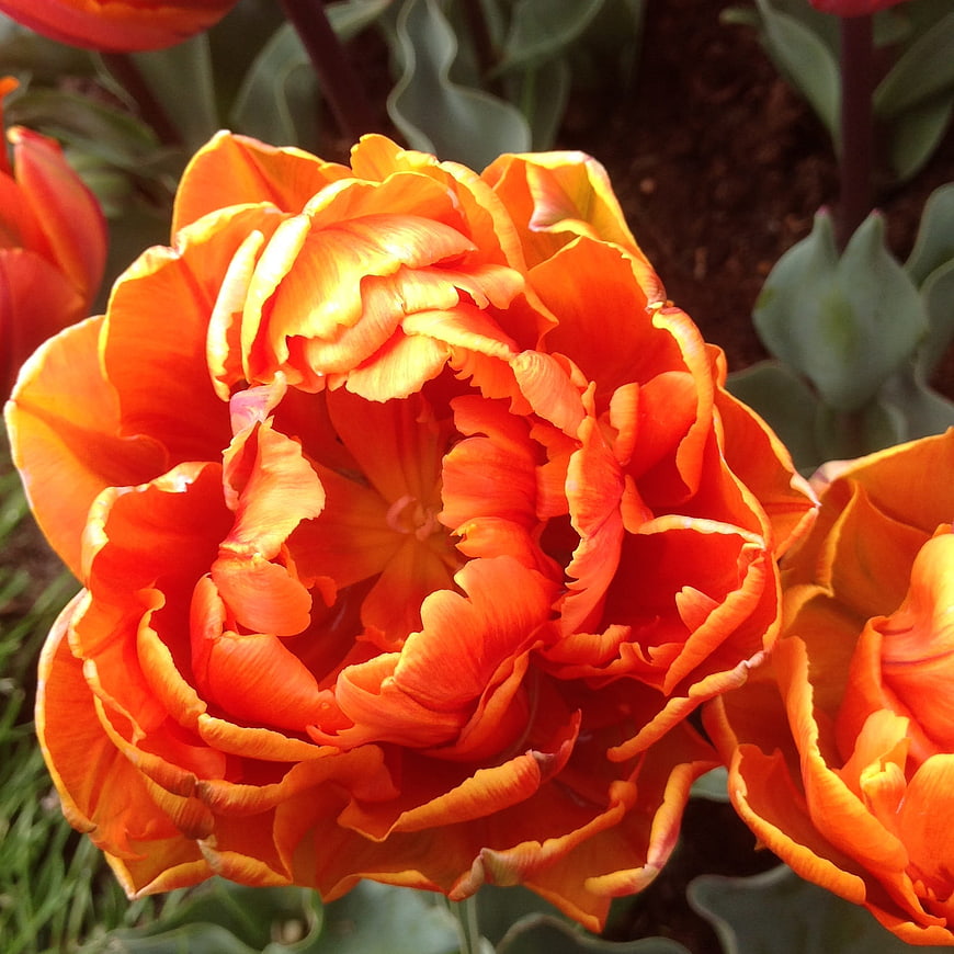 Vibrant Orange Parrot Tulip Close-Up in Spring Garden