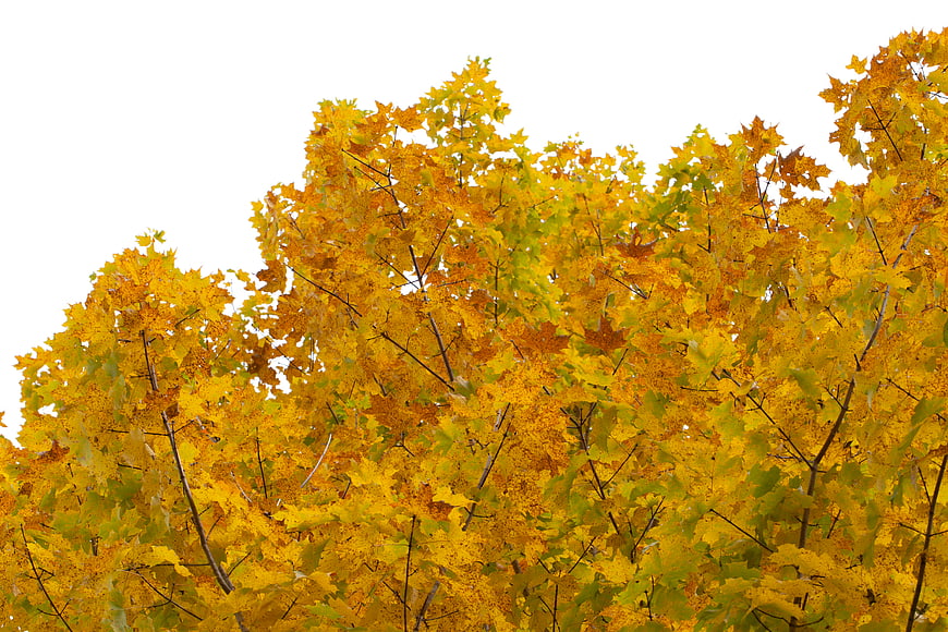 Golden Autumn Maple Leaves Against White Background