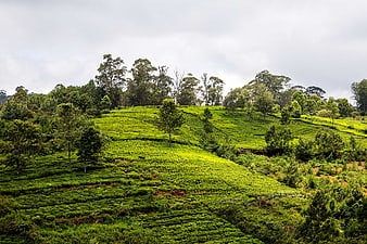 Lush Green Tea Plantation on Rolling Hills