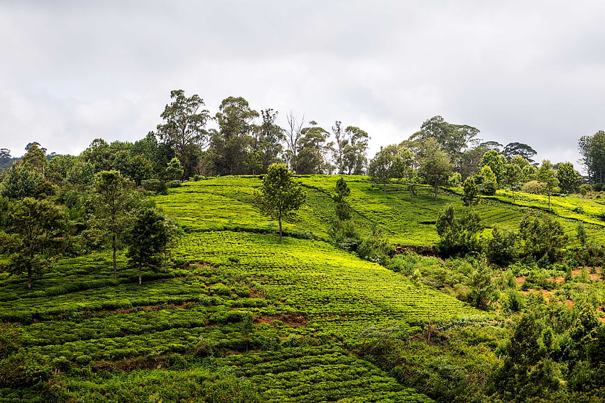 Lush Green Tea Plantation on Rolling Hills
