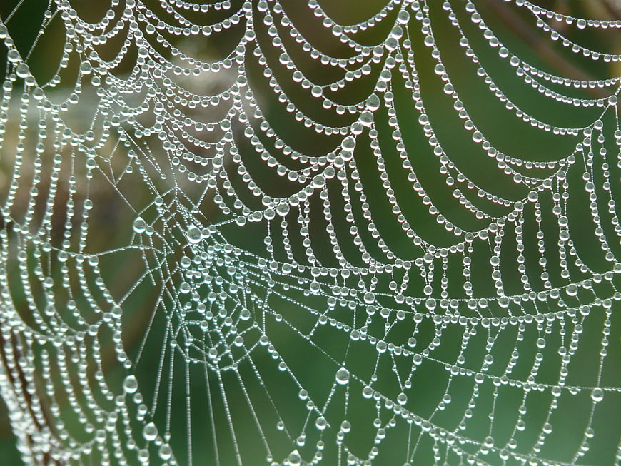 Macro photography of spider web with dew drops