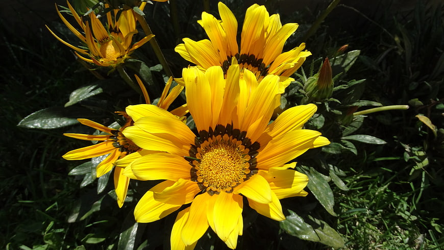 Vibrant Yellow Sunflowers in Sunlight