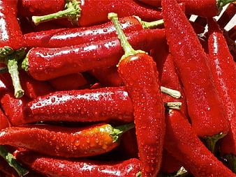 Close-up of Fresh Red Chili Peppers with Water Droplets