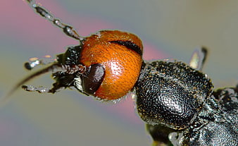Macro Close-Up of Red-Headed Insect with Black Body