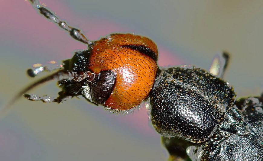Macro Close-Up of Red-Headed Insect with Black Body