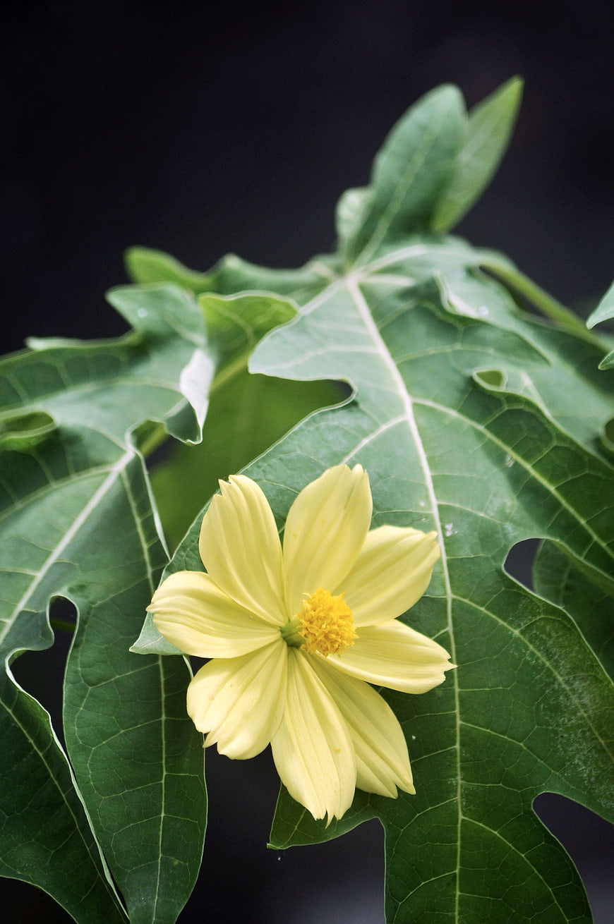 Yellow Cosmos Flower on Green Papaya Leaf