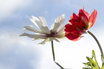 Red and White Anemone Flowers Against Blue Sky